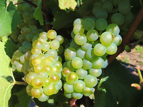 C&eacute;page Chardonnay du Champagne Marie-Liesse Boquet &agrave; Vrigny