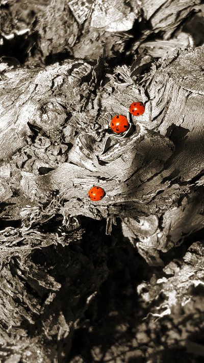 La vie revient dans les vignes gr&acirc;ce &agrave; l'engagement environnemental du Champagne Marie-Liesse Boquet &agrave; Vrigny