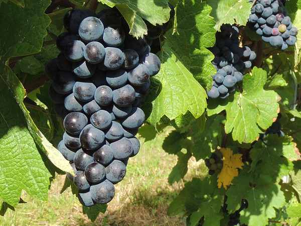 C&eacute;page Meunier du Champagne Marie-Liesse Boquet &agrave; Vrigny