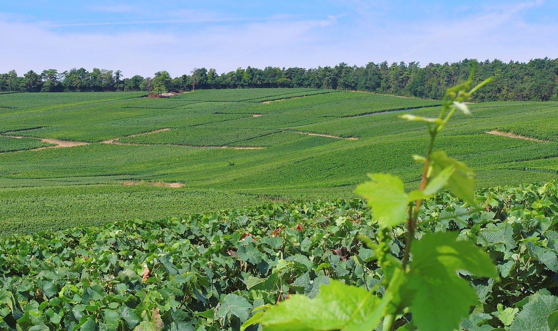 Le vignoble du Champagne Marie-Liesse Boquet &agrave; Vrigny