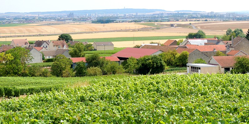 Vue de Reims depuis le vignoble du Champagne Marie-Liesse Boquet &agrave; Vrigny