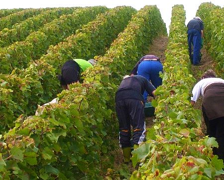 Equipe de vendangeurs du Champagne Marie-Liesse Boquet &agrave; Vrigny