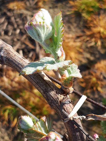 Premiers bourgeons dans le vignoble de la Maison familiale Marie-Liesse Boquet &agrave; Vrigny