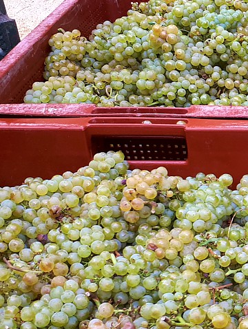 Caisses de Chardonnay vendang&eacute;s par la Maison familiale Marie-Liesse Boquet &agrave; Vrigny
