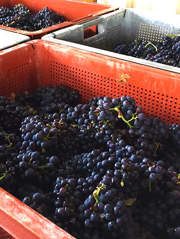 Caisses de Meuniers vendangés par la Maison familiale Marie-Liesse Boquet &agrave; Vrigny