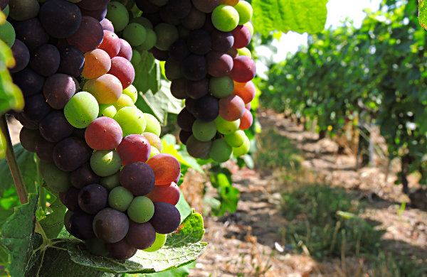 V&eacute;raison dans le vignoble de la Maison familiale Marie-Liesse Boquet &agrave; Vrigny