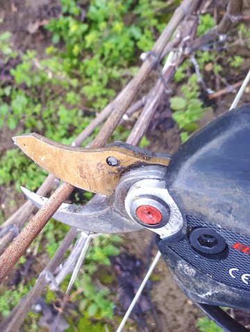 Taille des vignes de la Maison familiale Marie-Liesse Boquet &agrave; Vrigny