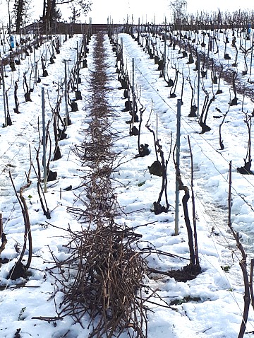 R&eacute;sultat de la taille hivernale dans le vignoble de la Maison familiale Marie-Liesse Boquet &agrave; Vrigny
