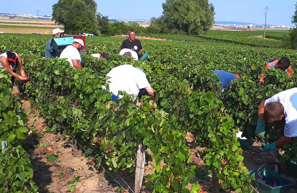 Equipe de cueilleurs pendant les vendanges de la Maison familiale Marie-Liesse Boquet &agrave; Vrigny